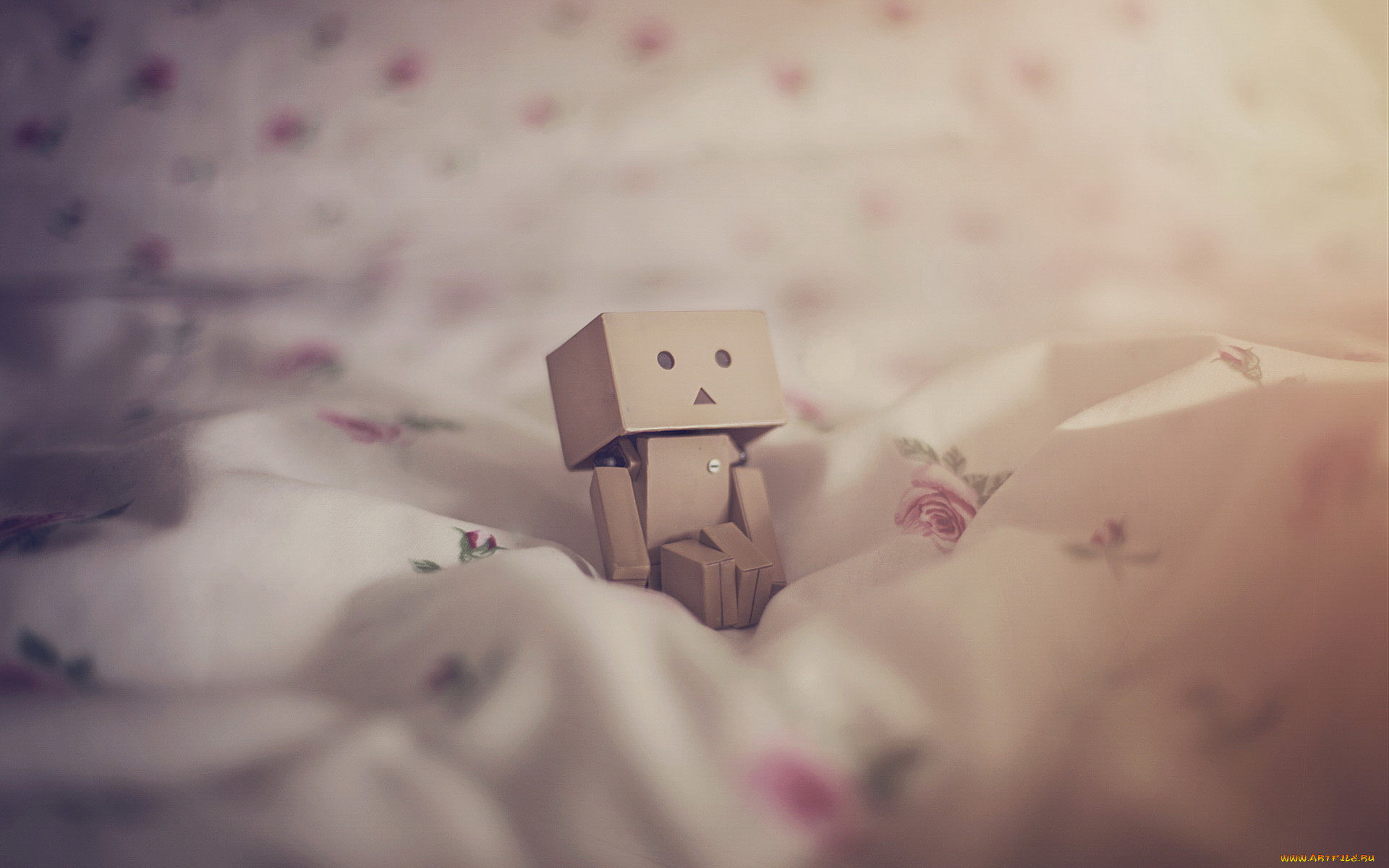 , , danboard, 